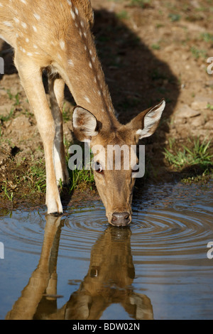 Axishirsch Spotted deer Axis axis Stock Photo