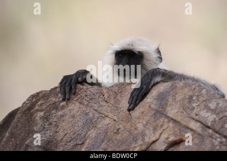 Hanuman Langur, Grauer Langur Common langur Presbytis entellus Stock Photo