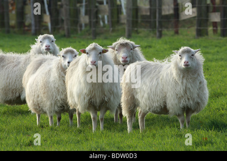 Hausschaaf, Sheep Stock Photo