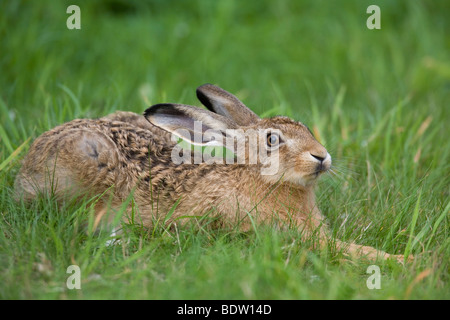 Brown Hare - (European Hare - leveret) / Lepus europaeus Stock Photo