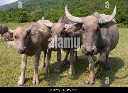 A herd of feral water buffalo at Pui O Lantau Island Hong Kong. Stock Photo