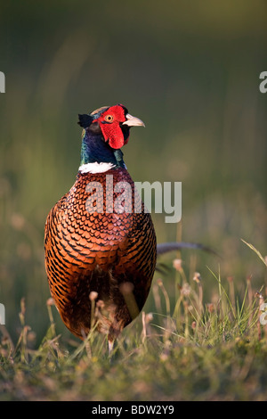 Game Pheasant - (male at mating season) / Phasianu Stock Photo