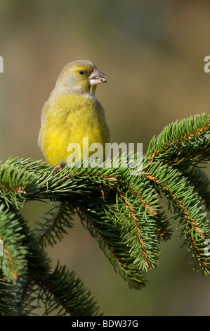 european greenfinch Stock Photo