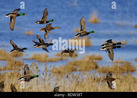 Stockenten, wild duck Stock Photo