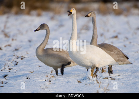 Singschwaene ueberwintern im Moor, whooper swan in the moor Stock Photo