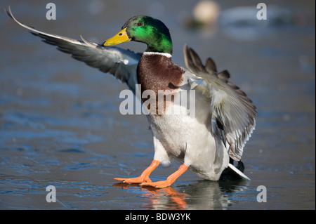 A duck beating its wings Stock Photo