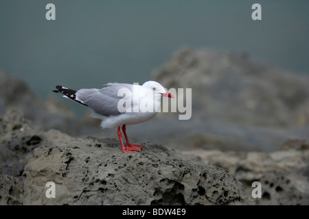 Larus scopulinas,adult one sitting on weathered rock looking out, Kaikoura, Canterbury, South Island, New Zealand Stock Photo