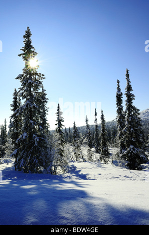 winterlandschaft im muddus national park, welterbe laponia, lappland, norrbotten, schweden, wintery landscape, lapland, sweden Stock Photo