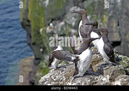 Common guillemots or common murres Uria aalge at breeding colony. Scotland. Stock Photo