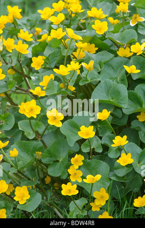 Marsh marigold or kingcups Caltha palustris. Wiltshire. April. Stock Photo