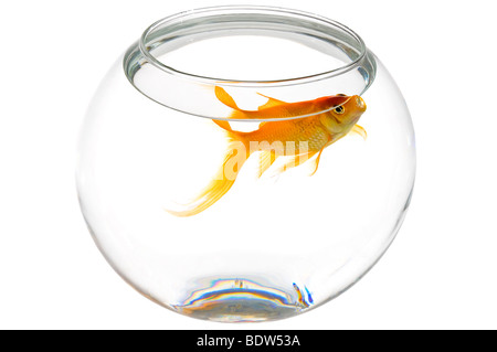 Horizontal elevated close up of a bright orange goldfish (Carassius auratus) at the top of a round fish bowl on white background Stock Photo