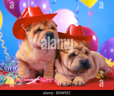 Shar Peis at the party Stock Photo