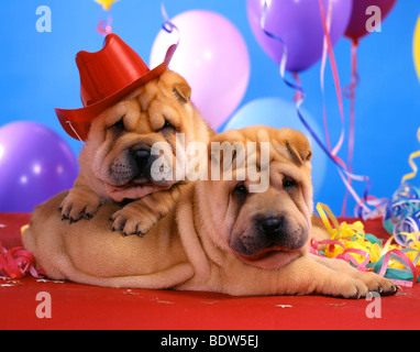 Shar Peis dogs at the party Stock Photo