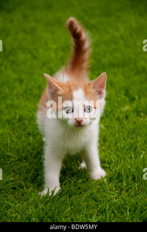 Ginger and White kitten on grass Stock Photo