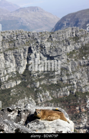 Cape or Rock Hyrax Procavia capensis Basking In The Sun On Top Of Table Mountain, Cape Town, South Africa Stock Photo