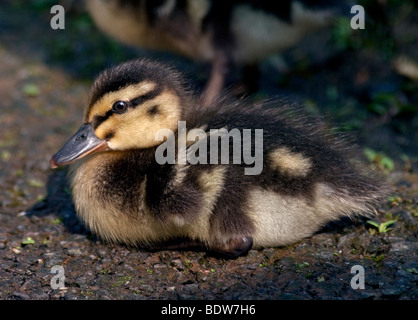 Mallard Duckling (anas platyrhynchos) Stock Photo