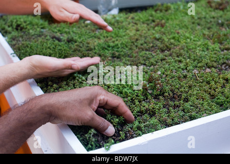 Display of sedum covered vegetation blankets for green roofs Stock Photo