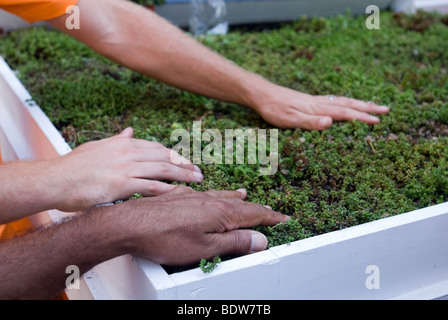 Display of sedum covered vegetation blankets for green roofs Stock Photo