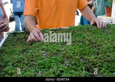 Display of sedum covered vegetation blankets for green roofs Stock Photo