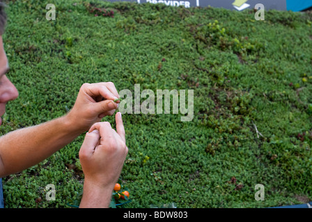 Display of sedum covered vegetation blankets for green roofs Stock Photo