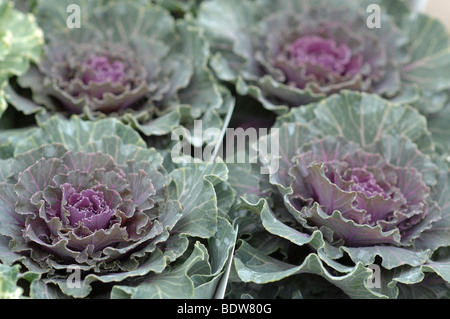 Ornamental cabbages Stock Photo