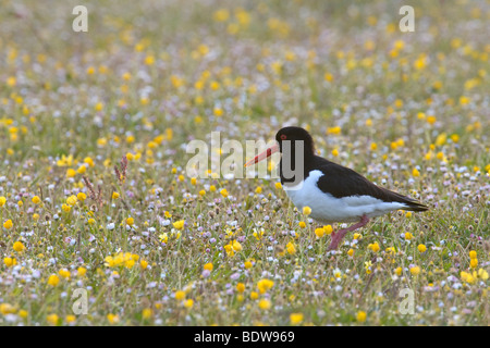 Oystercatcher Haematopus ostralegus in machair. Island of South Uist, Scotland. Stock Photo