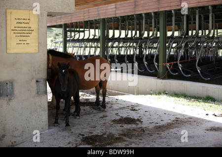 Horses shelter from the sun under a chairlift station in the winter ski resort of Baqueira in the Spanish Pyrenees Stock Photo