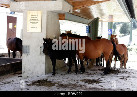 Horses shelter from the sun under a chairlift station in the winter ski resort of Baqueira in the Spanish Pyrenees Stock Photo