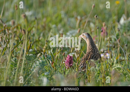Corncrake Crex crex adult male in hay meadow. Island of North Uist, Western Isles, Scotland. Stock Photo