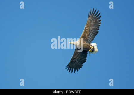 White-tailed sea eagle Haliaeetus albicilla adult in flight with fish. Scotland. Stock Photo