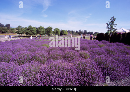 Lavender Fields (Lavandula angustifolia) - Flower, Plant, Crop and Harvest on Farm - Fraser Valley, BC, British Columbia, Canada Stock Photo