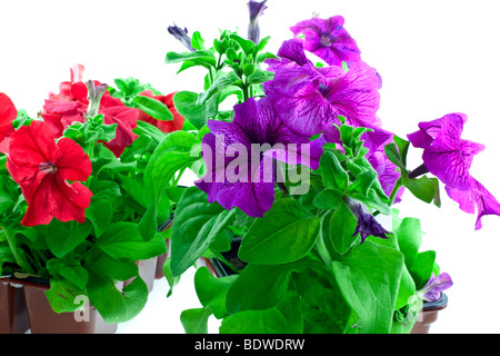 bright purple and red petunia in plastic pots on a white background Stock Photo