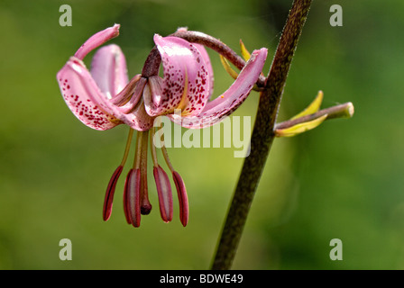 Turk's Cap Lily (Lilium martagon) Stock Photo