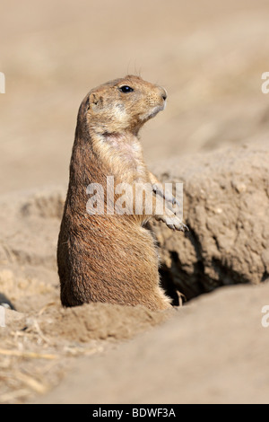 Black-tailed prairie dog (Cynomys ludovicianus) guarding in front of the cave Stock Photo