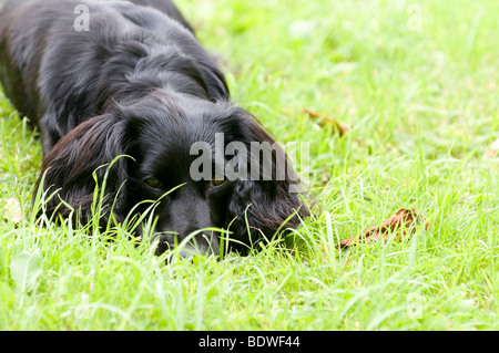 Working Cocker Spaniel Stock Photo