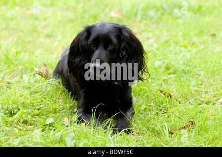 Working Cocker Spaniel Stock Photo