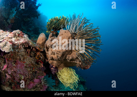 Yellow Feather star Crinoid in the coral reef (Comanthina schlegeli) Stock Photo