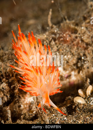Nudibranch or seaslug (Flabellina sp), Indonesia Stock Photo