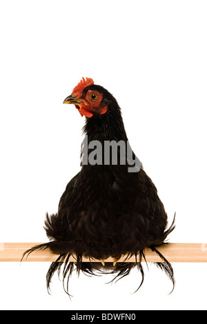 black cochin rooster black rooster Stock Photo