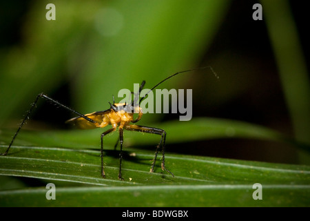 Tropical assassin bug, order Hemiptera family Reduviidae, perched on a leaf. Photographed in Costa Rica. Stock Photo