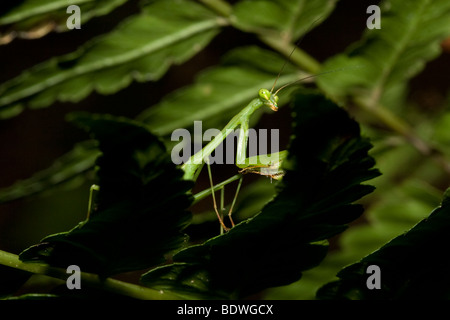 Praying mantis, order Mantodea. Photographed in the mountains of Costa Rica. Stock Photo