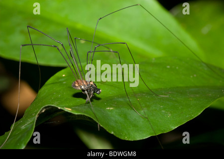 Harvestman, Order Opiliones Stock Photo - Alamy