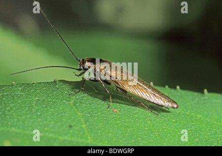 Dusky cockroach (Ectobius lapponicus) Stock Photo