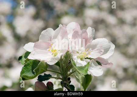 Apple blossom, Lana, Merano country, Trentino, Alto Adige, Italy, Europe Stock Photo