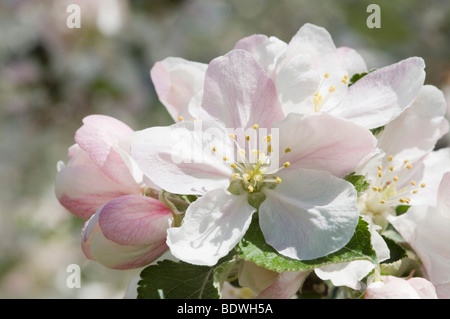 Apple blossom, Lana, Merano country, Trentino, Alto Adige, Italy, Europe Stock Photo