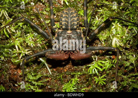 Tailless whip scorpion, order Amblypygi. Also simply referred to as 'amblypigid.' Photographed in Costa Rica. Stock Photo