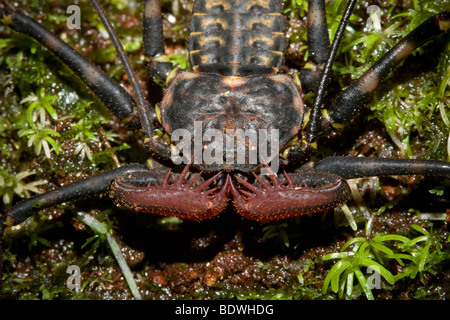 Tailless whip scorpion, order Amblypygi. Also simply referred to as 'amblypigid.' Photographed in Costa Rica. Stock Photo