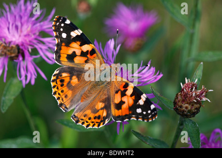 Thistle Butterfly, Painted Lady (Vanessa cardui, Cynthia cardui) sitting on a flowering Brown Knapweed, Brownray Knapweed (Cent Stock Photo