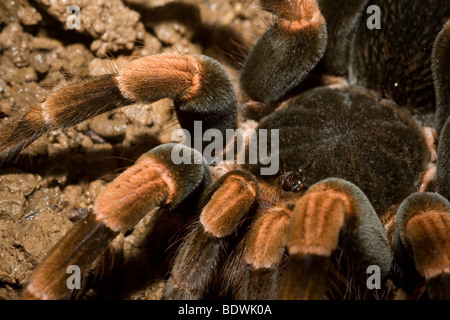 Megaphobema mesomelas, the Costa Rican redleg tarantula. Photographed in Monteverde, Costa Rica. Stock Photo