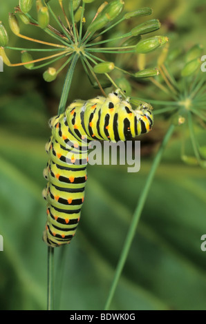 Old World Swallowtail (Papilio machaon) caterpillar feeding on seed capsule of dill Stock Photo